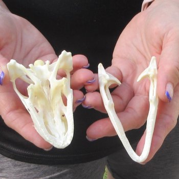 A-Grade Iguana Skull 3-1/2"