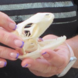 A-Grade Iguana Skull 3-1/4"