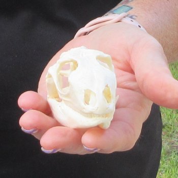 A-Grade Iguana Skull 3-1/4"