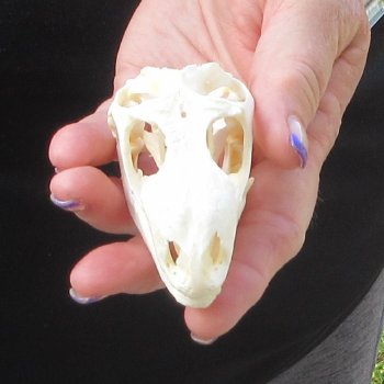 A-Grade Iguana Skull 3-1/4"