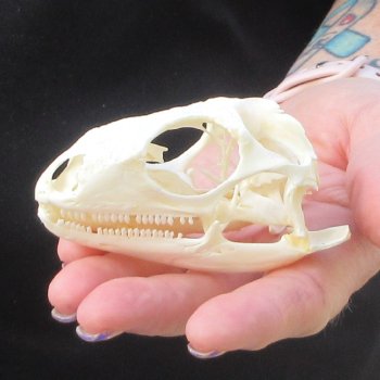 A-Grade Iguana Skull 3-1/4"