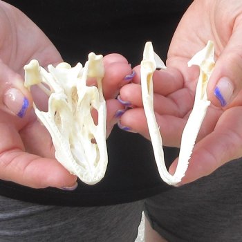A-Grade Iguana Skull 3-1/4"
