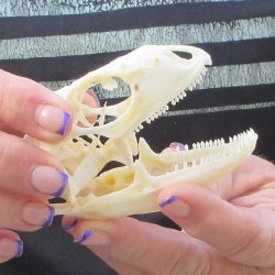 A-Grade Iguana Skull 3-1/4"