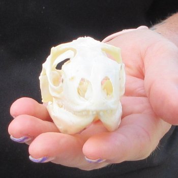 A-Grade Iguana Skull 3-1/4"