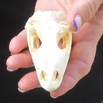 A-Grade Iguana Skull 3-1/4"