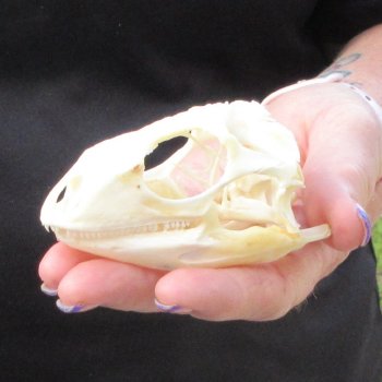 A-Grade Iguana Skull 3-1/4"