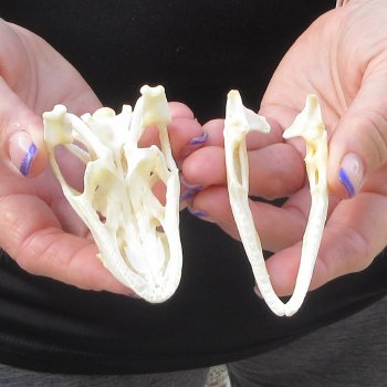 A-Grade Iguana Skull 3-1/4"