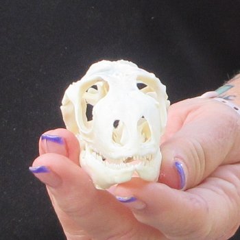 A-Grade Iguana Skull 3-1/4"