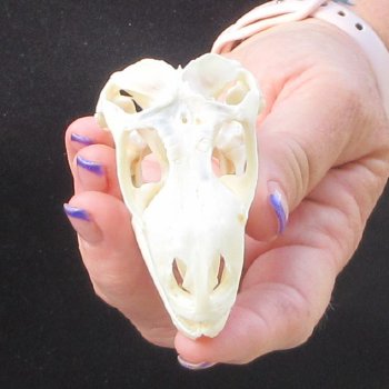 A-Grade Iguana Skull 3-1/4"