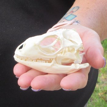 A-Grade Iguana Skull 3-1/4"