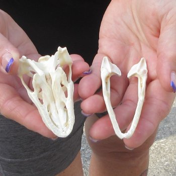 A-Grade Iguana Skull 3-1/4"