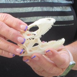 A-Grade Iguana Skull 3-1/4"