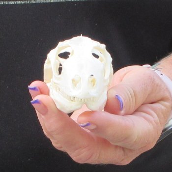 A-Grade Iguana Skull 3-1/4"