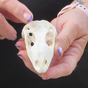 A-Grade Iguana Skull 3-1/4"