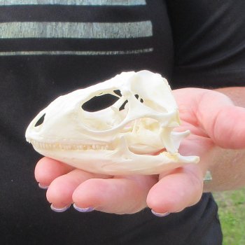 A-Grade Iguana Skull 3-1/4"