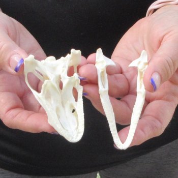 A-Grade Iguana Skull 3-1/4"