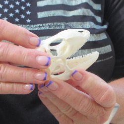 A-Grade Iguana Skull 3"