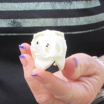 A-Grade Iguana Skull 3"