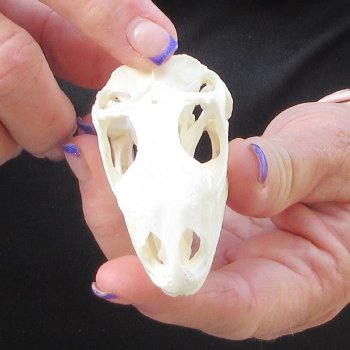 A-Grade Iguana Skull 3"