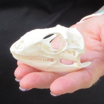 A-Grade Iguana Skull 3"