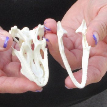 A-Grade Iguana Skull 3"