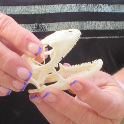 A-Grade Iguana Skull 2-3/4"
