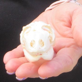 A-Grade Iguana Skull 2-3/4"