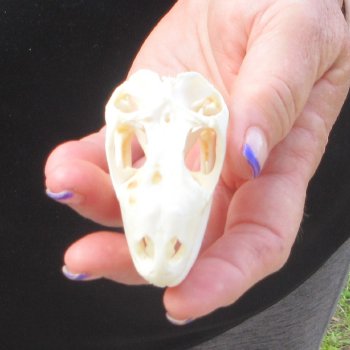 A-Grade Iguana Skull 2-3/4"