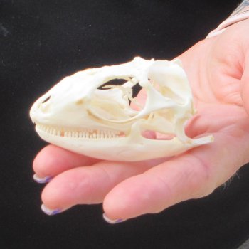 A-Grade Iguana Skull 2-3/4"