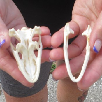 A-Grade Iguana Skull 2-3/4"