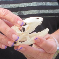 A-Grade Iguana Skull 3"