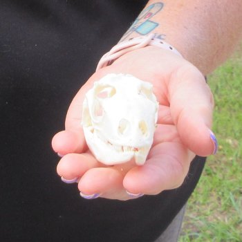 A-Grade Iguana Skull 3"