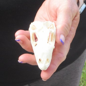 A-Grade Iguana Skull 3"