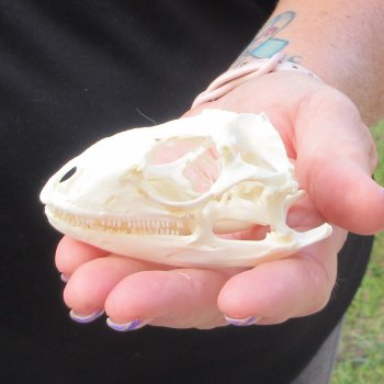 A-Grade Iguana Skull 3"