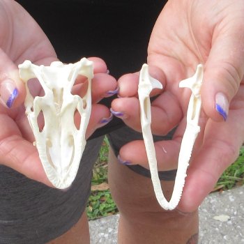 A-Grade Iguana Skull 3"