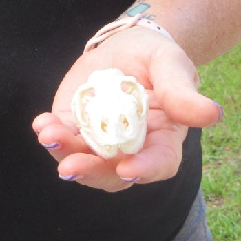 A-Grade Iguana Skull 3"