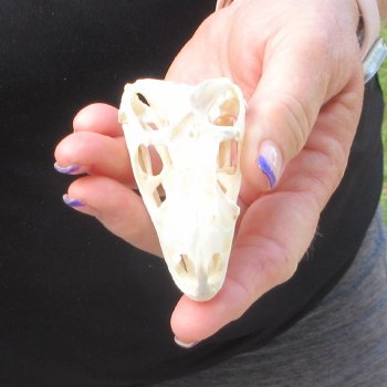 A-Grade Iguana Skull 3"