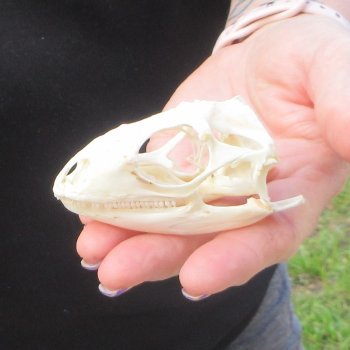 A-Grade Iguana Skull 3"