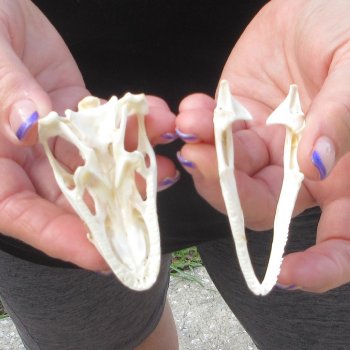 A-Grade Iguana Skull 3"