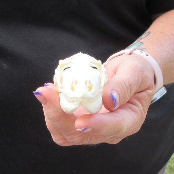 A-Grade Iguana Skull 3"