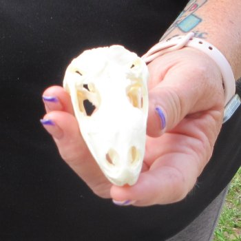 A-Grade Iguana Skull 3"