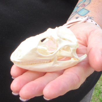 A-Grade Iguana Skull 3"