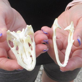 A-Grade Iguana Skull 3"