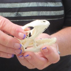 A-Grade Iguana Skul...