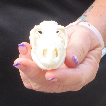 A-Grade Iguana Skull 3"