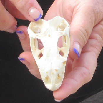 A-Grade Iguana Skull 3"