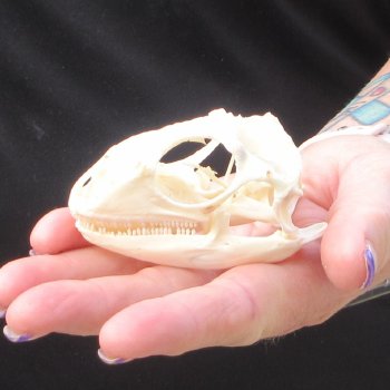 A-Grade Iguana Skull 3"