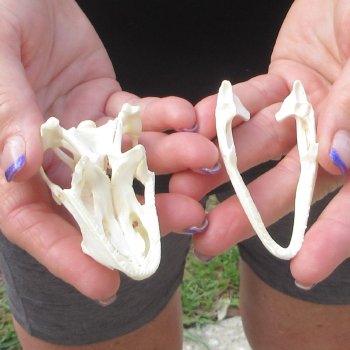 A-Grade Iguana Skull 3"
