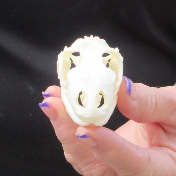 A-Grade Iguana Skull 2-3/4"