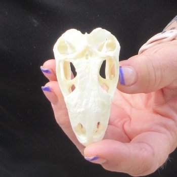 A-Grade Iguana Skull 2-3/4"